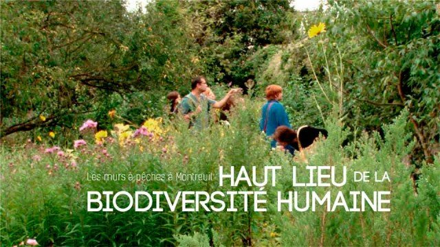 Les Murs à Pêches à Montreuil : haut lieu de la biodiversité humaine